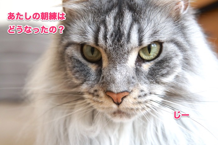 f:id:chikojirou:20200530215459j:plain