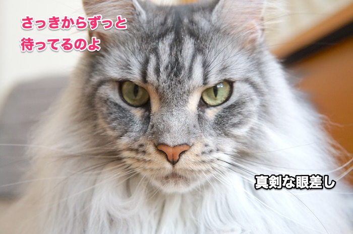 f:id:chikojirou:20200530215502j:plain
