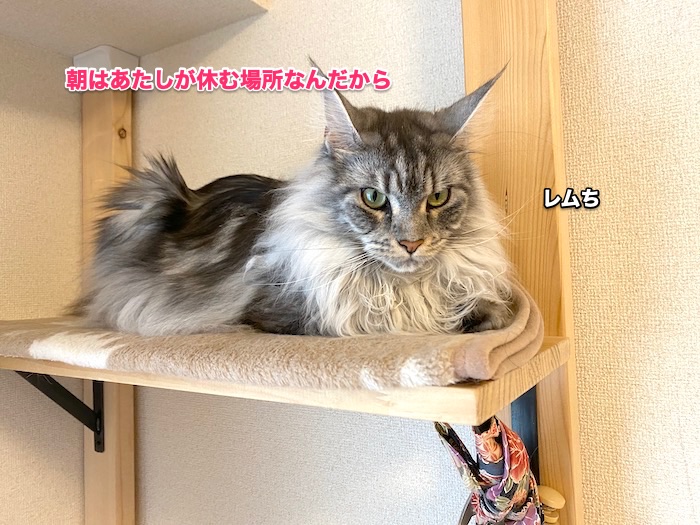 f:id:chikojirou:20200603201300j:plain