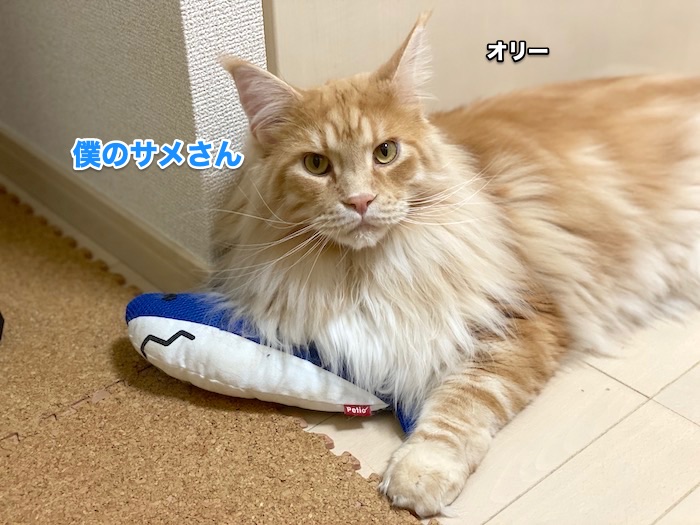 f:id:chikojirou:20200617222616j:plain