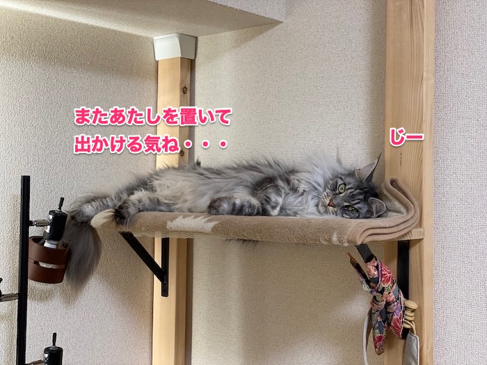 f:id:chikojirou:20200617222625j:plain
