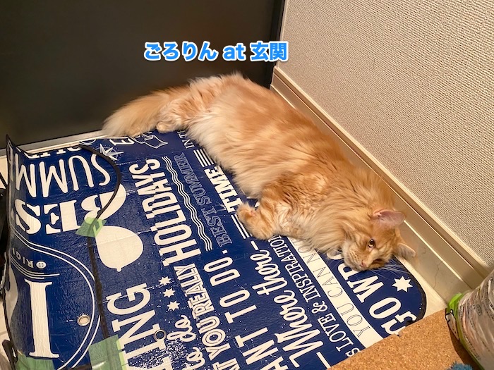 f:id:chikojirou:20200617222631j:plain