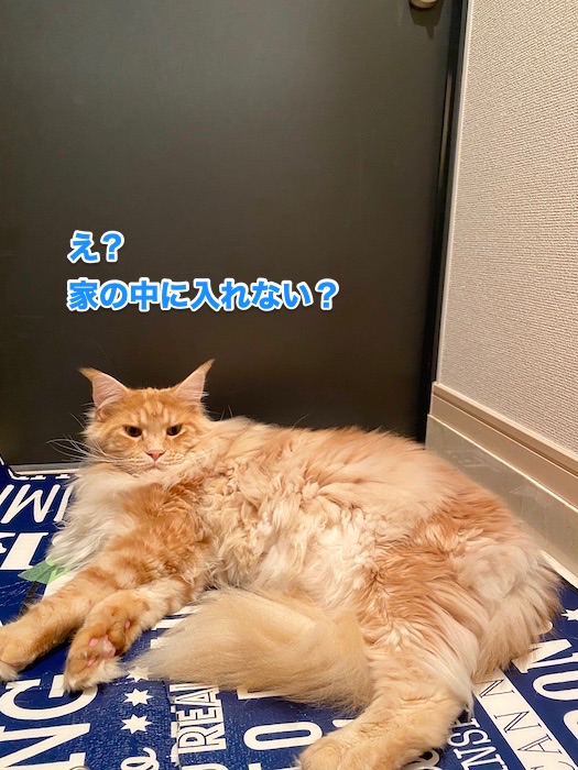 f:id:chikojirou:20200617222641j:plain