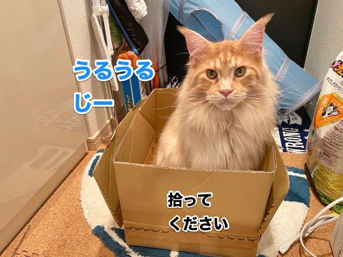 f:id:chikojirou:20200617222644j:plain