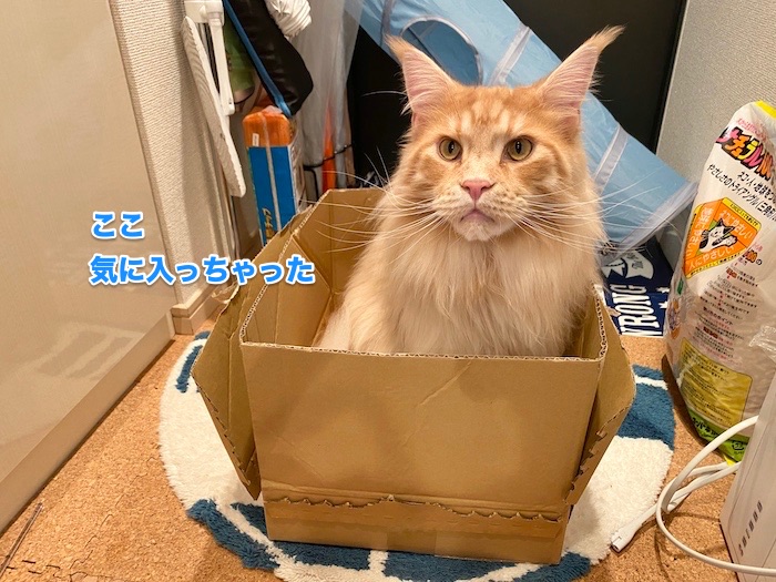 f:id:chikojirou:20200617222647j:plain