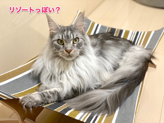 f:id:chikojirou:20200618211242j:plain