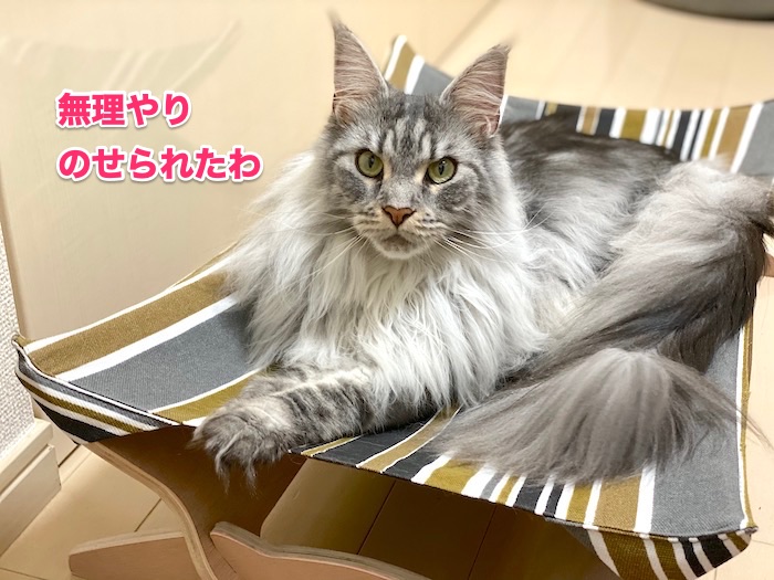 f:id:chikojirou:20200618211246j:plain