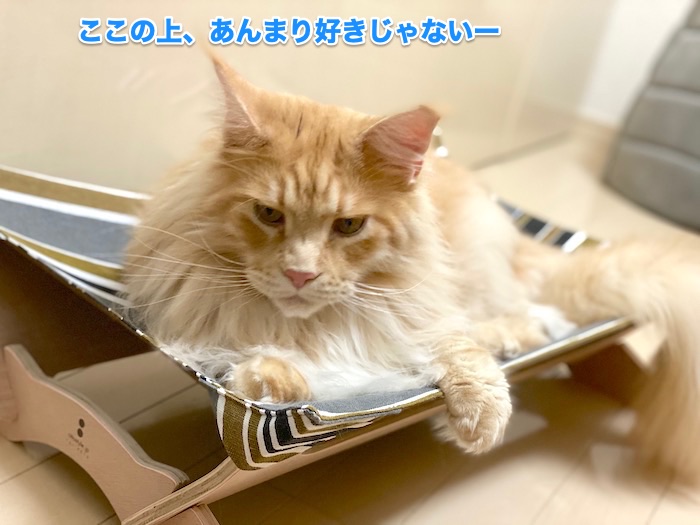 f:id:chikojirou:20200618211304j:plain