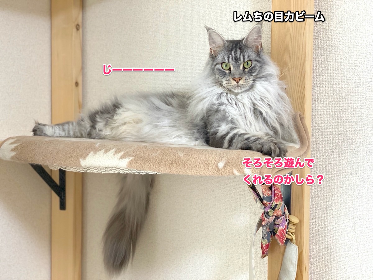 f:id:chikojirou:20200621163657j:plain