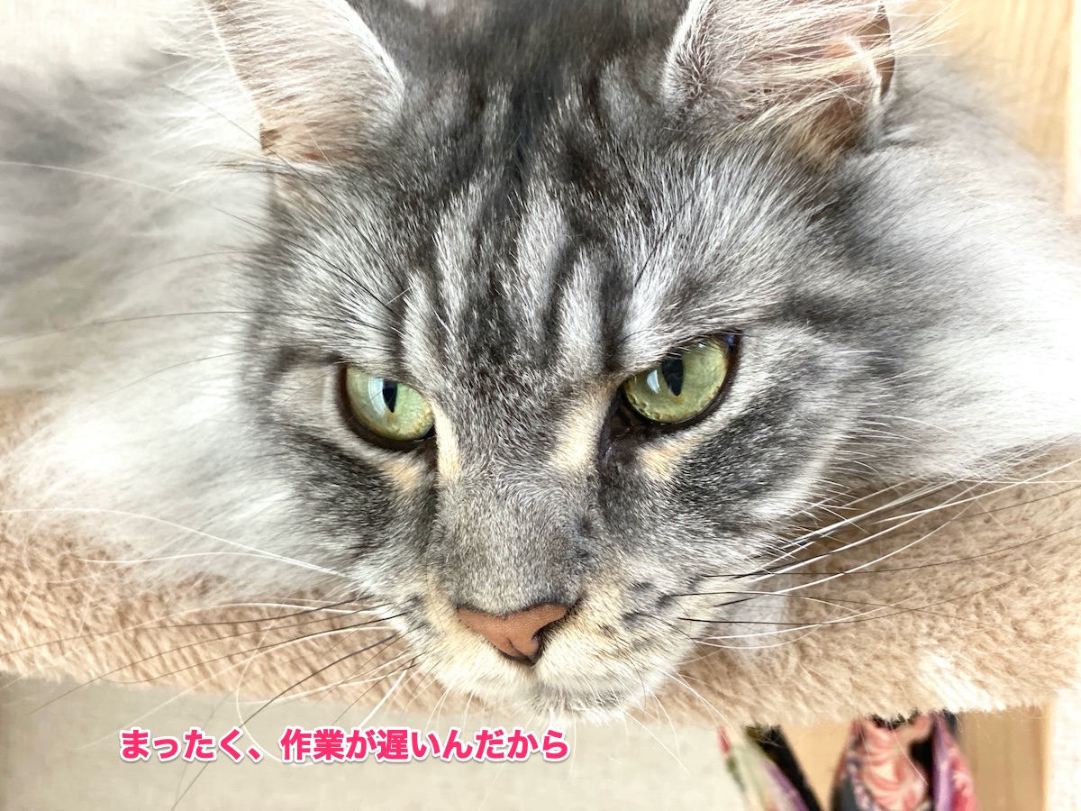 f:id:chikojirou:20200621163701j:plain