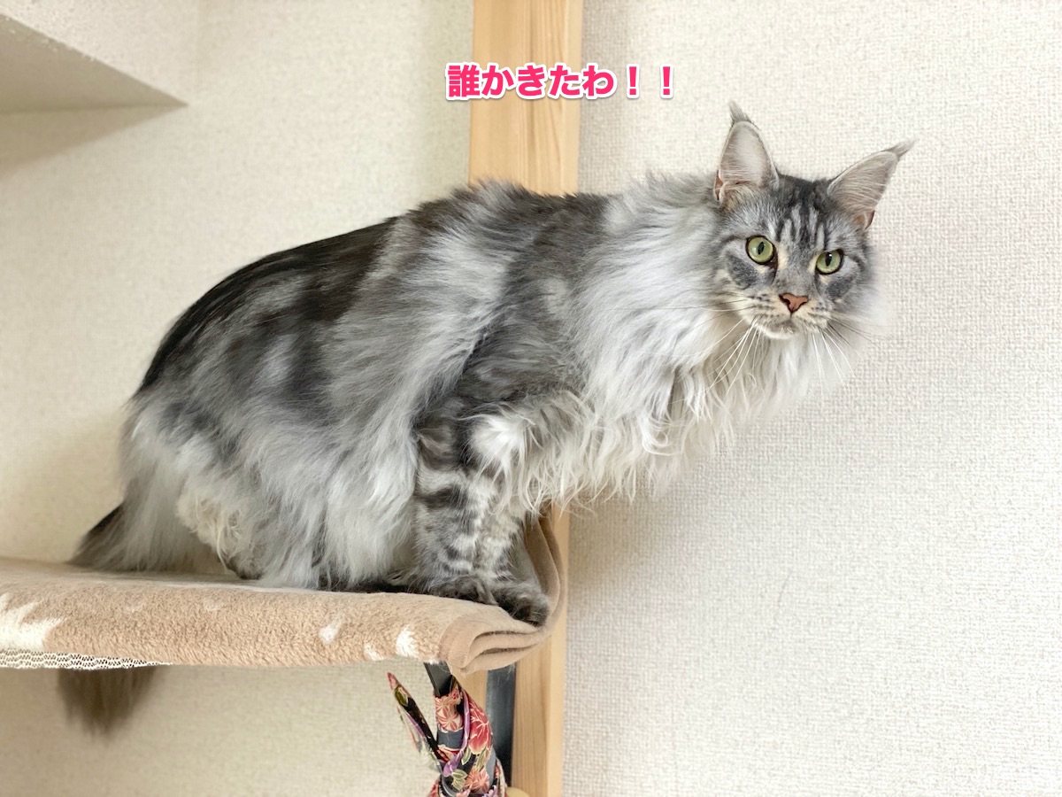 f:id:chikojirou:20200621163704j:plain