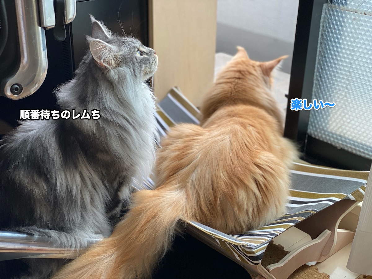 f:id:chikojirou:20200621163717j:plain