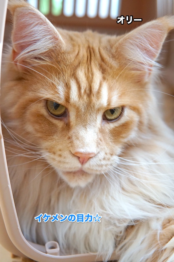 f:id:chikojirou:20200623130554j:plain