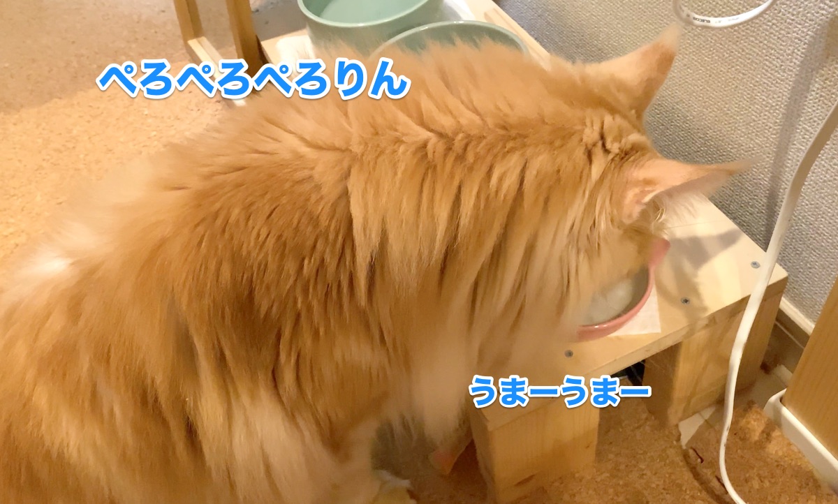 f:id:chikojirou:20200623130650j:plain