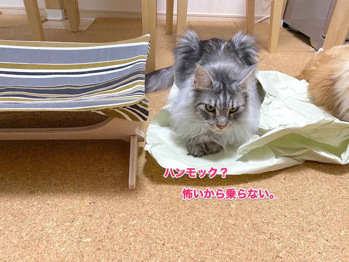 f:id:chikojirou:20200623130705j:plain