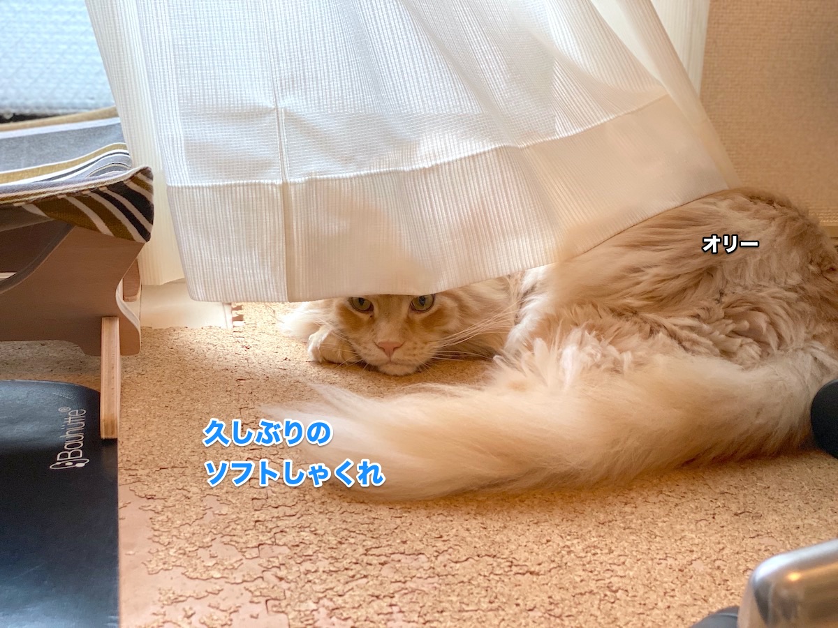 f:id:chikojirou:20200624211721j:plain