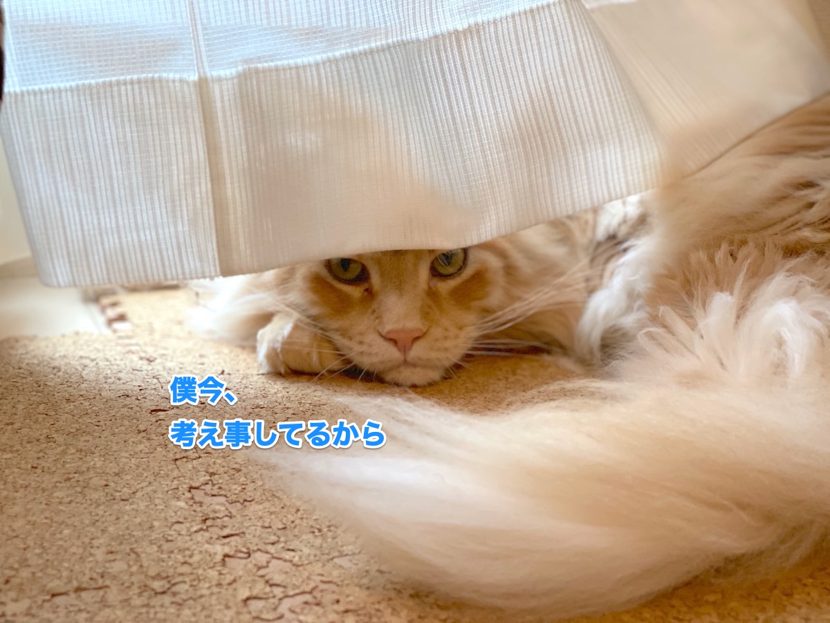 f:id:chikojirou:20200624211724j:plain