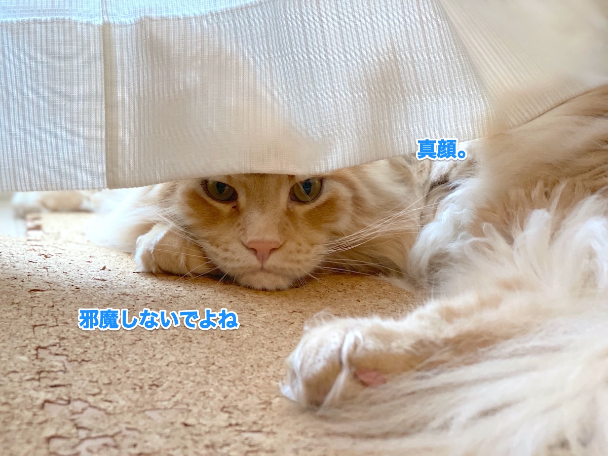 f:id:chikojirou:20200624211728j:plain