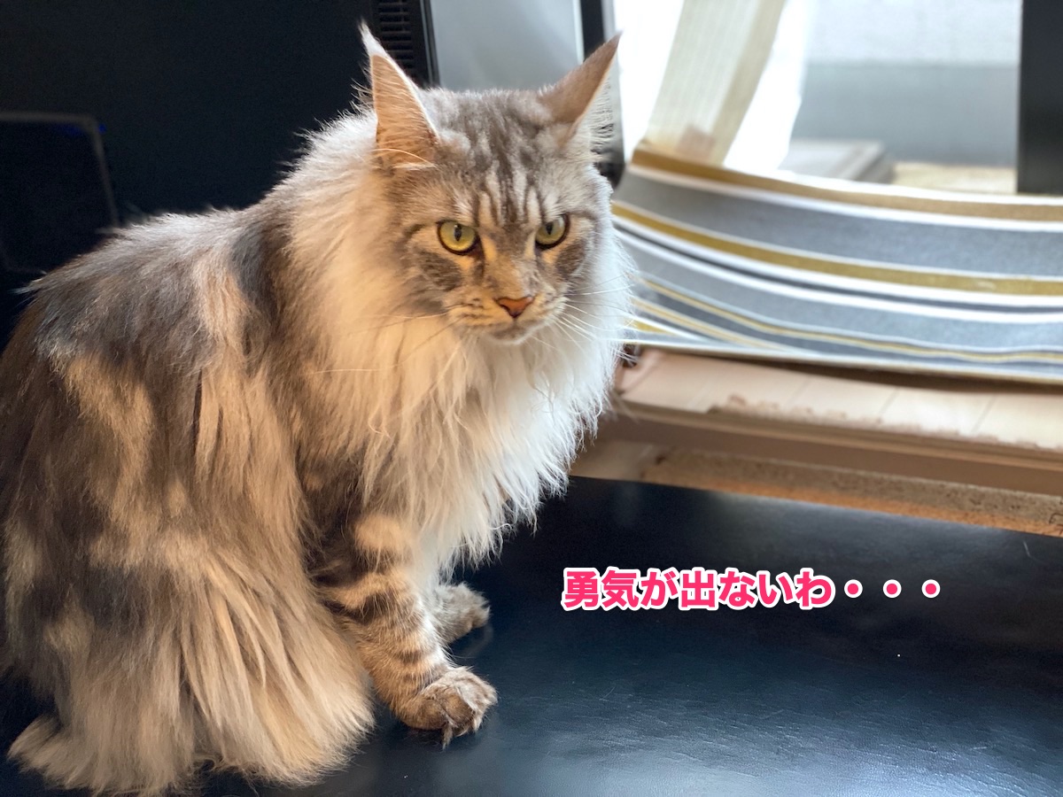 f:id:chikojirou:20200624211732j:plain