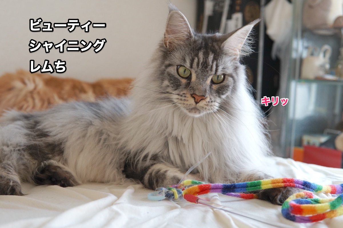 f:id:chikojirou:20200625204414j:plain