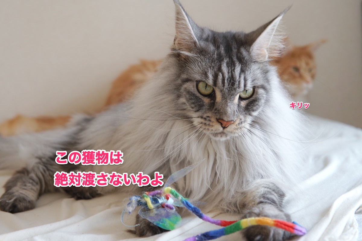 f:id:chikojirou:20200625204418j:plain
