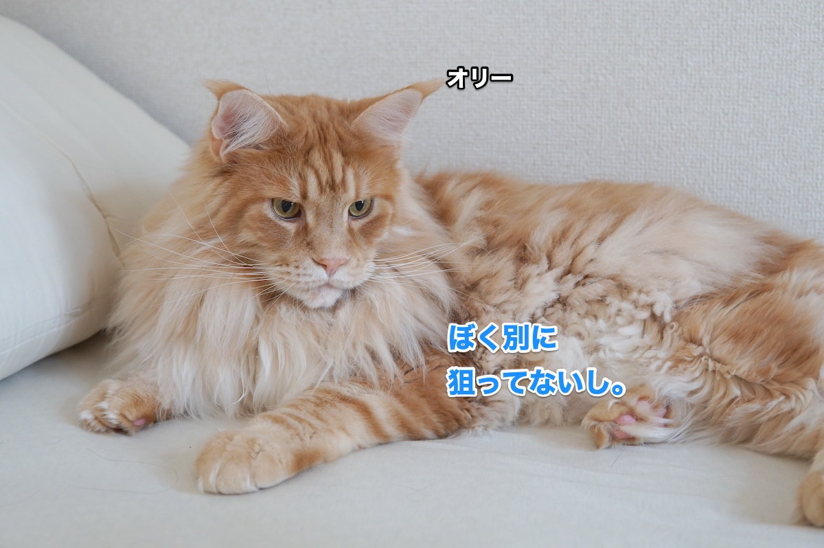 f:id:chikojirou:20200625204424j:plain