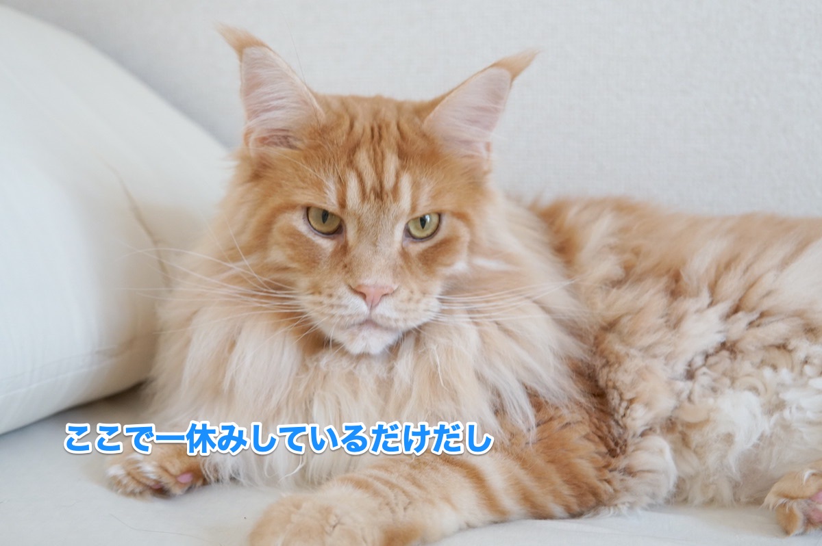 f:id:chikojirou:20200625204429j:plain