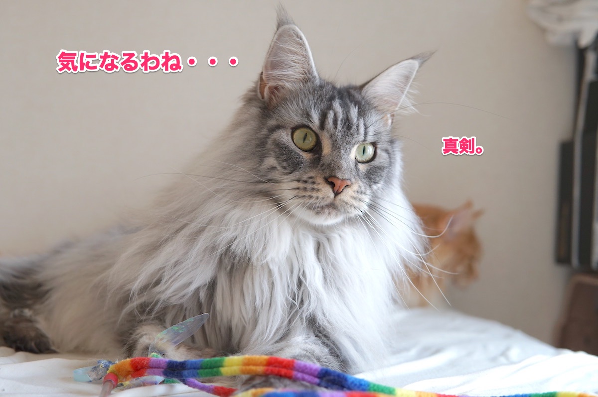 f:id:chikojirou:20200625204435j:plain