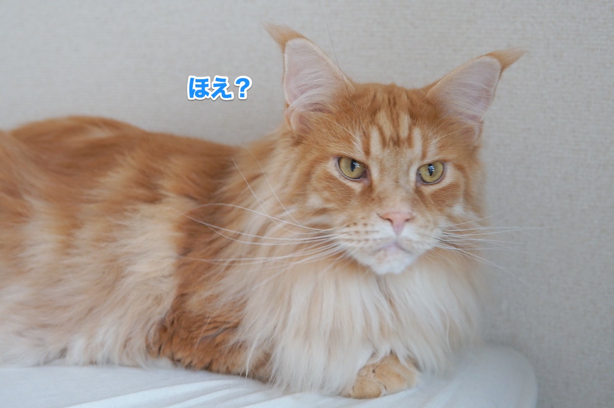 f:id:chikojirou:20200625204439j:plain