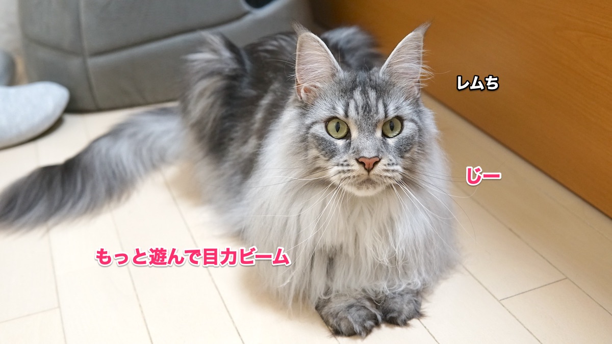 f:id:chikojirou:20200626211959j:plain f:id:chikojirou:20200626211959j:plain