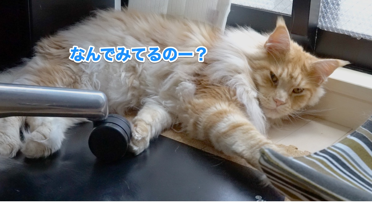 f:id:chikojirou:20200626212006j:plain f:id:chikojirou:20200626212006j:plain