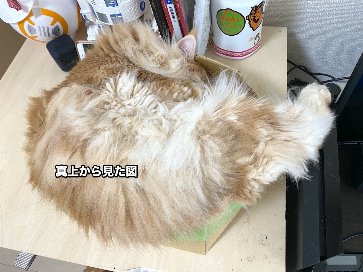 f:id:chikojirou:20200626212022j:plain f:id:chikojirou:20200626212022j:plain