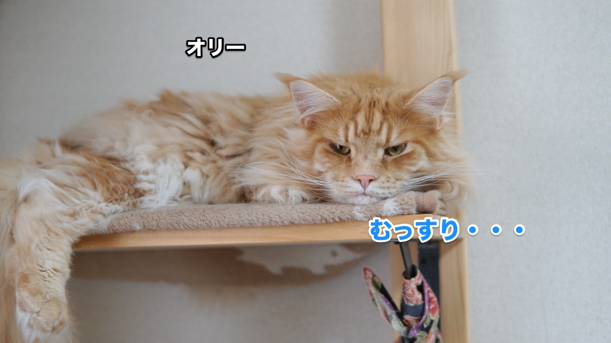 f:id:chikojirou:20200630201812j:plain