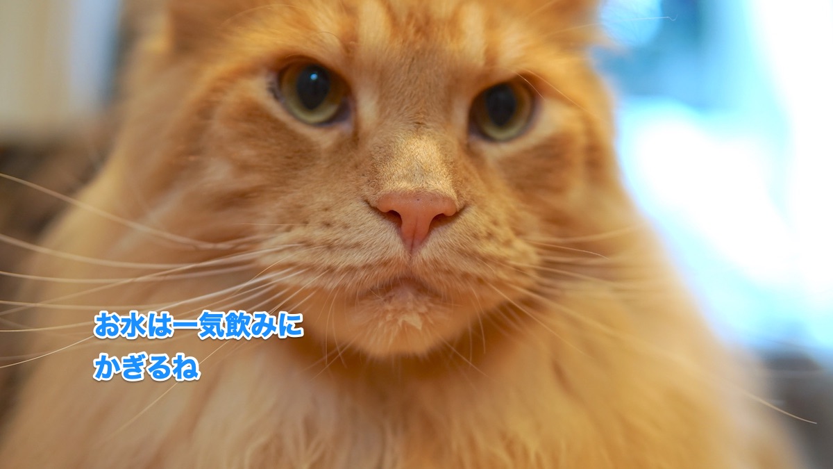 f:id:chikojirou:20200630201816j:plain