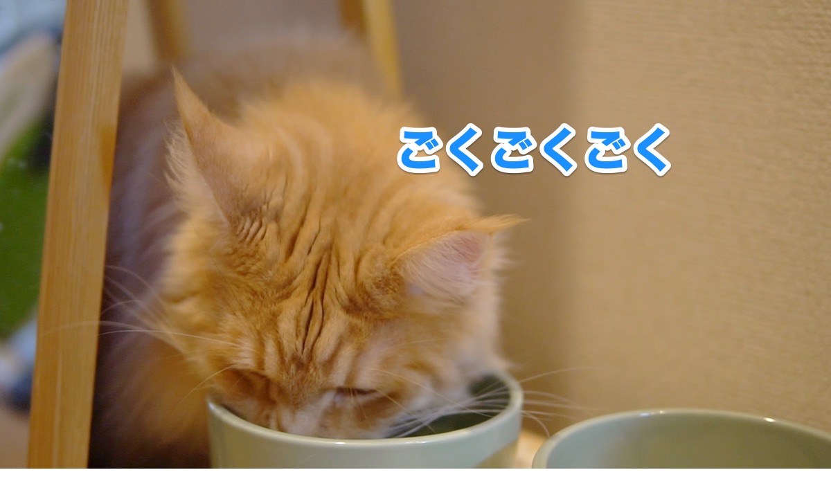 f:id:chikojirou:20200630201823j:plain