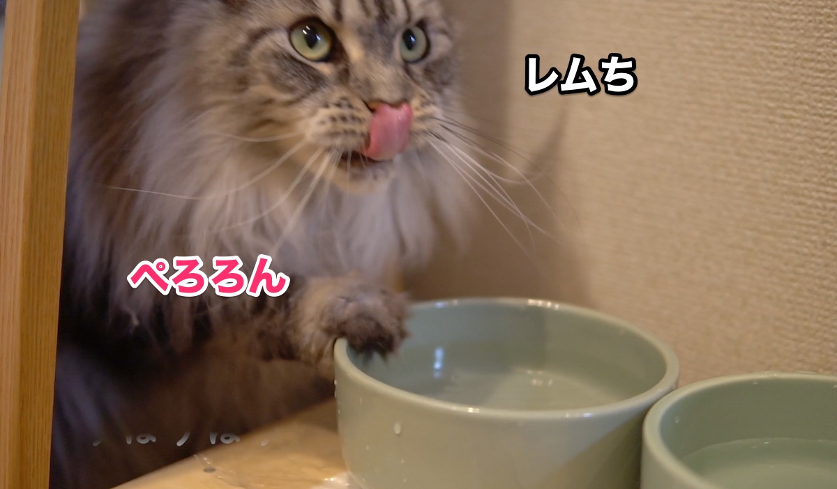 f:id:chikojirou:20200630201831j:plain