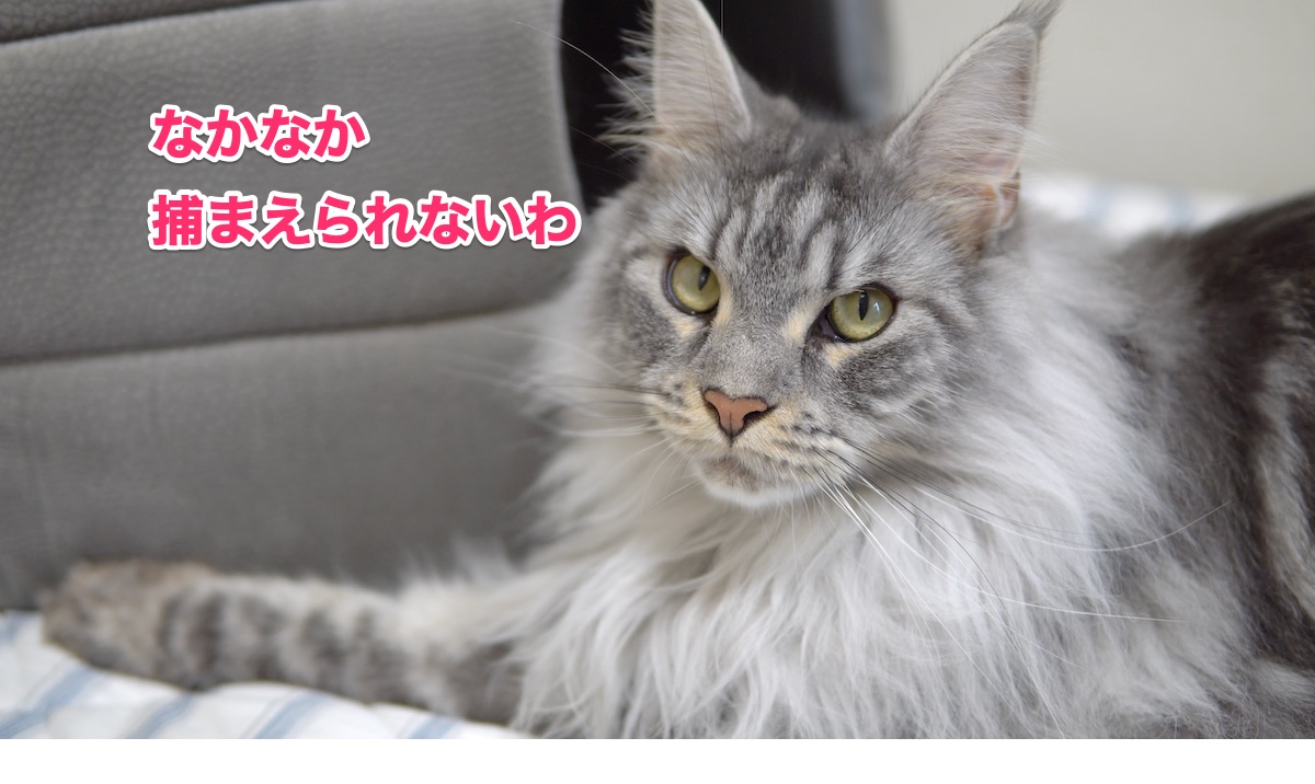 f:id:chikojirou:20200702214146j:plain