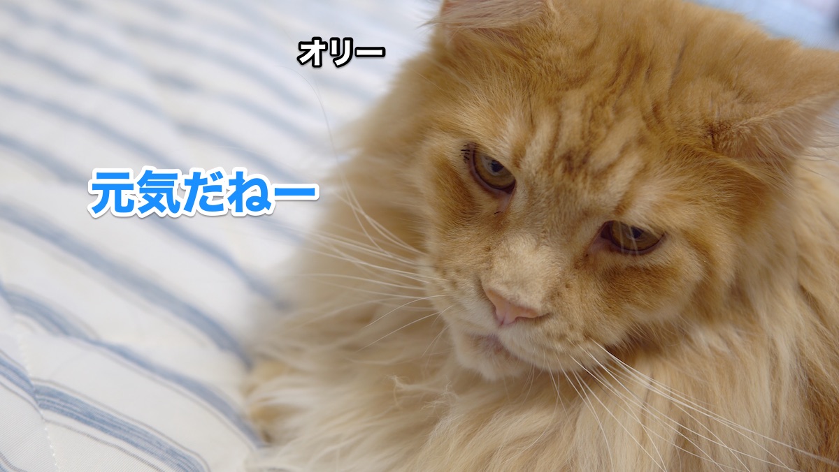 f:id:chikojirou:20200702214149j:plain