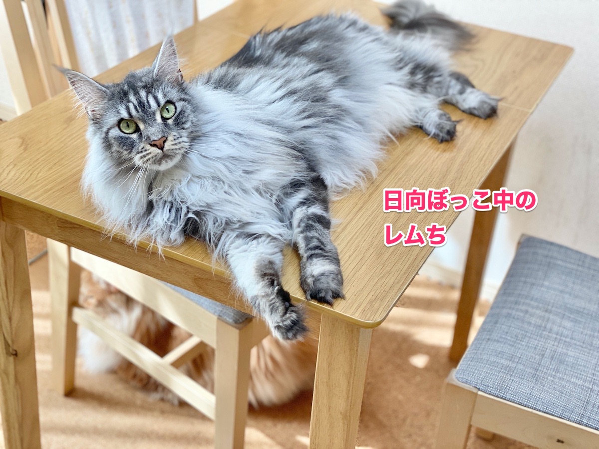 f:id:chikojirou:20200702214152j:plain