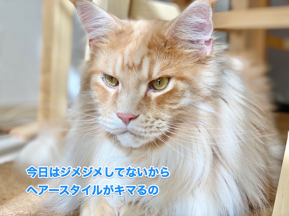 f:id:chikojirou:20200702214159j:plain