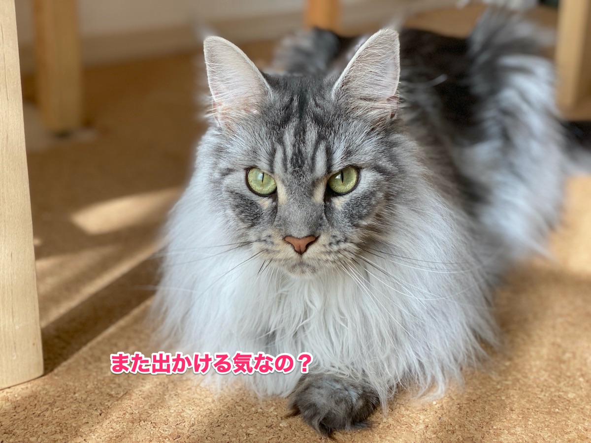 f:id:chikojirou:20200702214203j:plain
