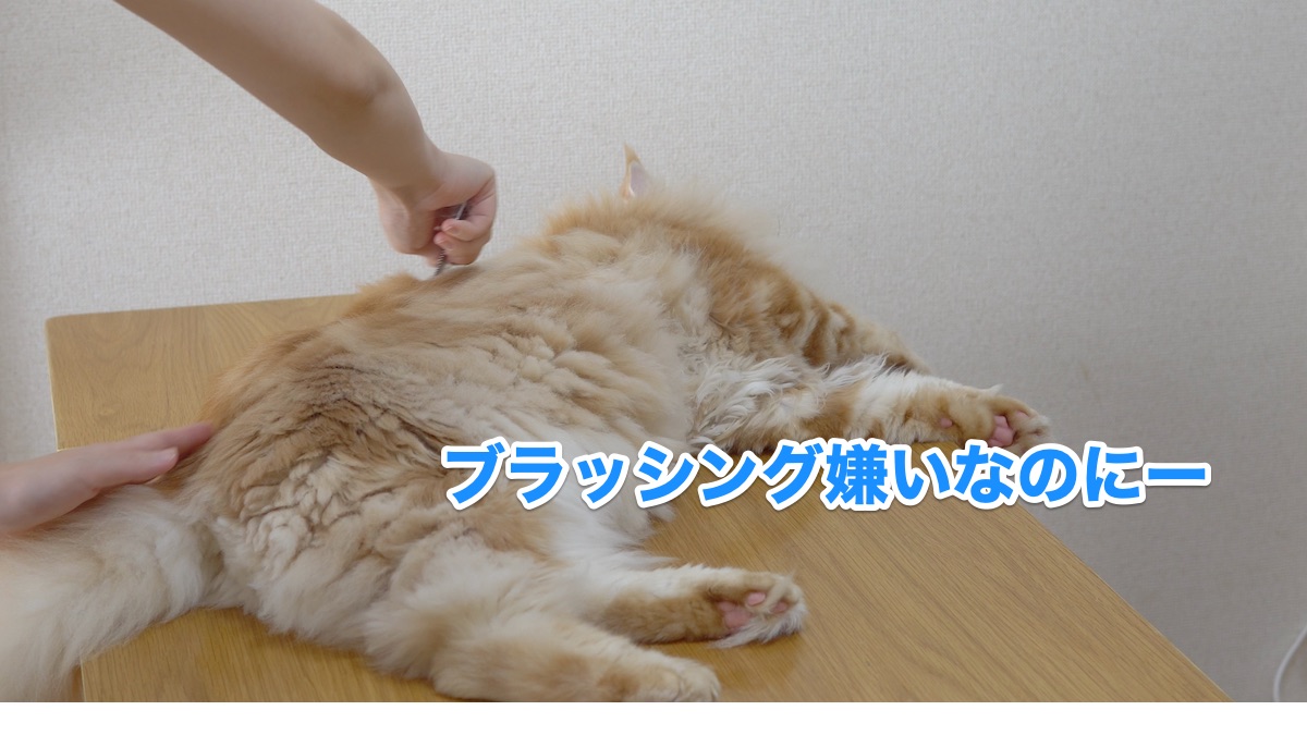 メインクーンとは 動植物の人気 最新記事を集めました はてな