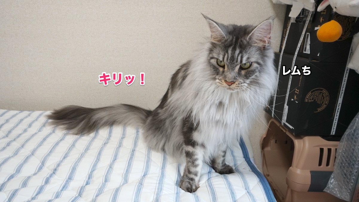 f:id:chikojirou:20200706212536j:plain