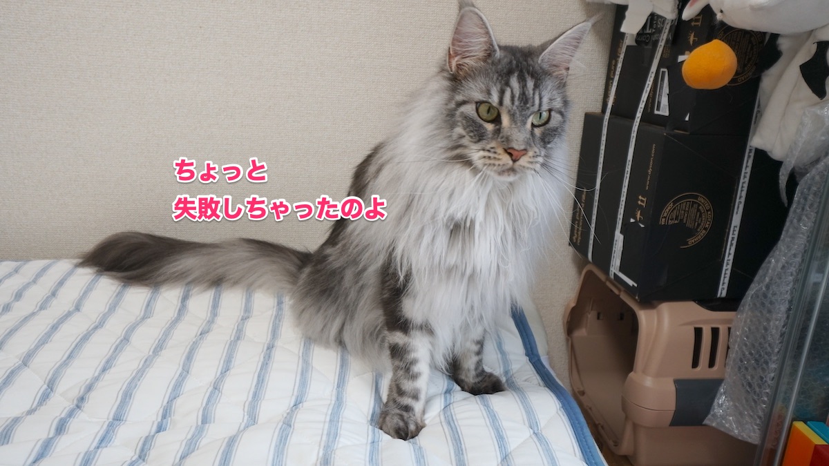 f:id:chikojirou:20200706212541j:plain