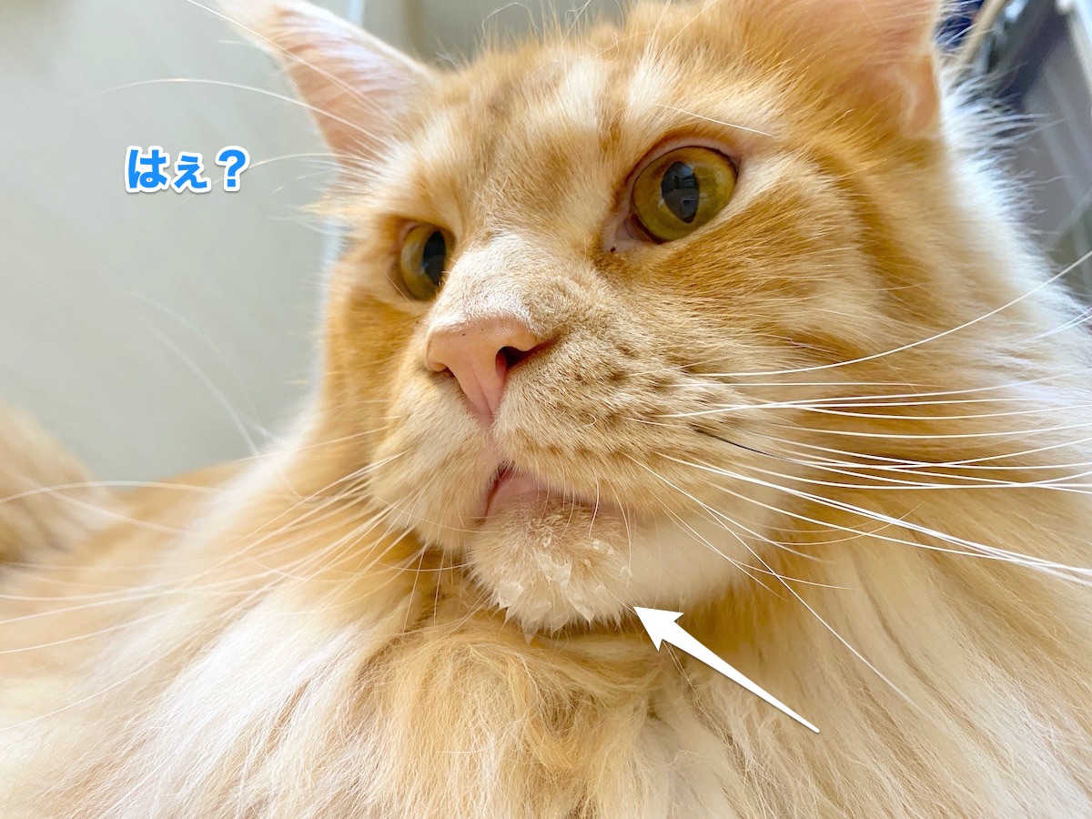f:id:chikojirou:20200706212557j:plain