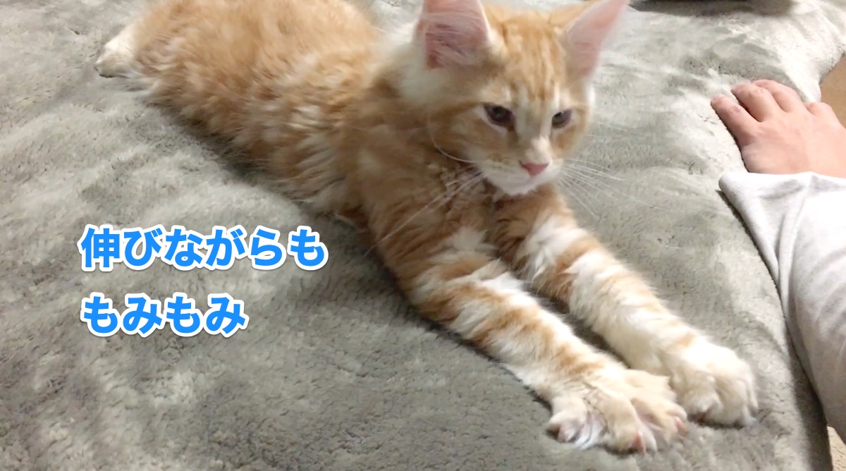 f:id:chikojirou:20200706212607j:plain