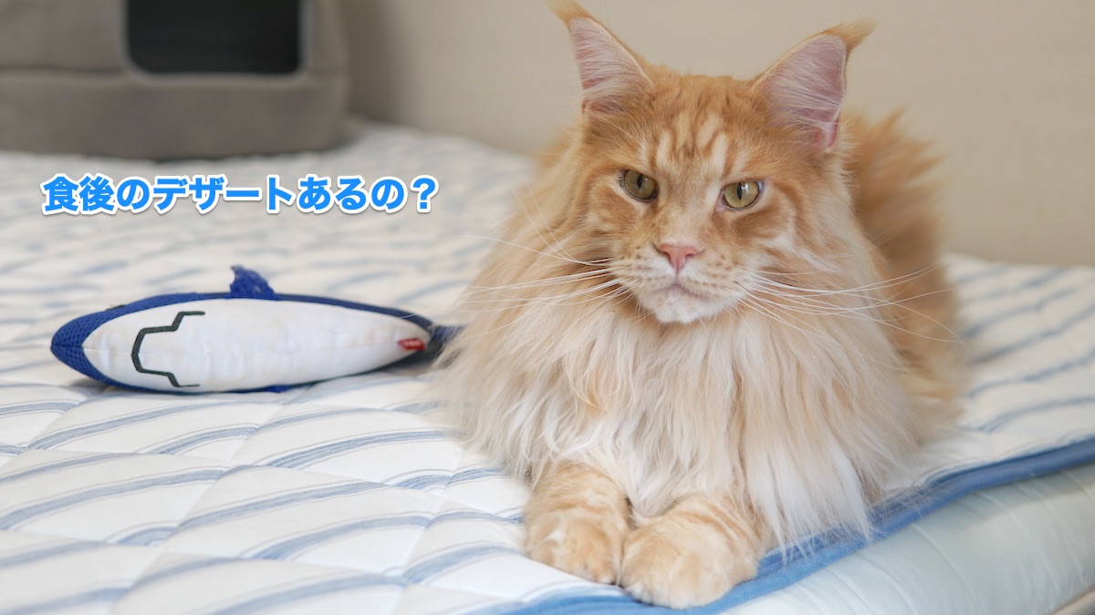 f:id:chikojirou:20200708212825j:plain