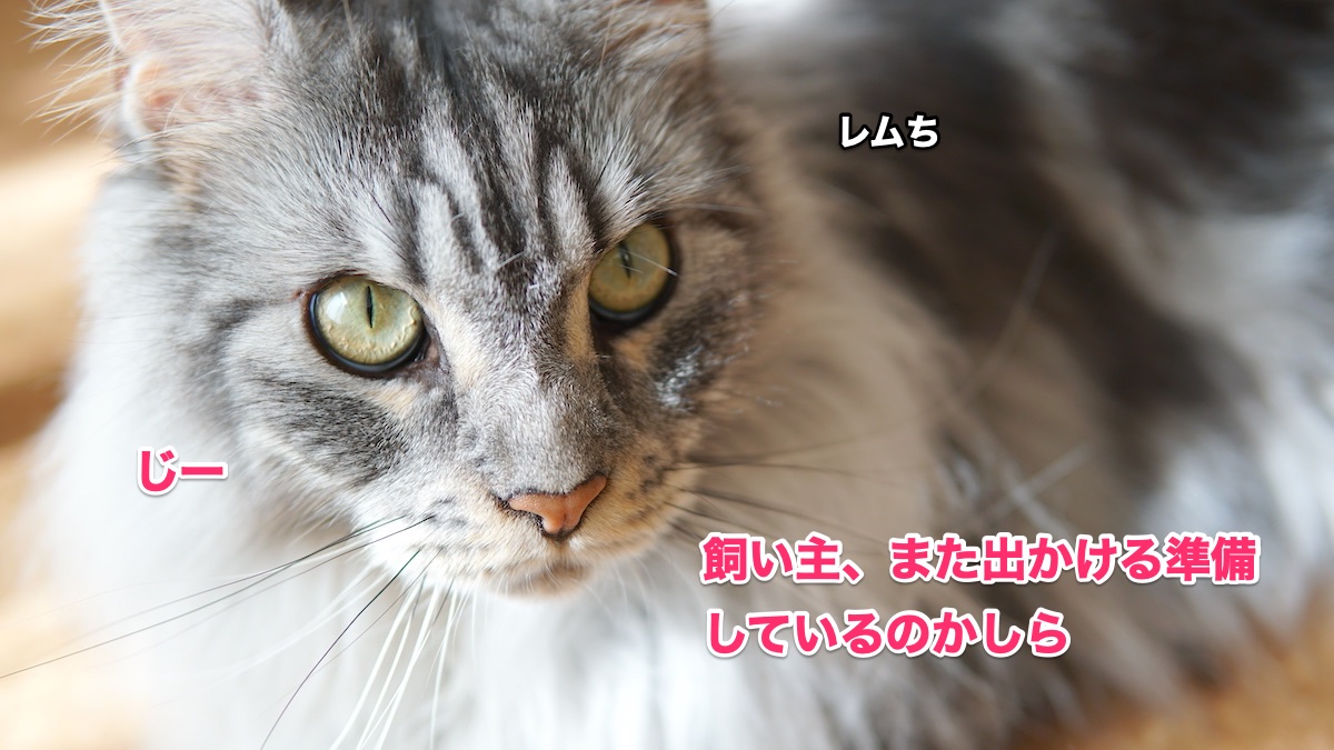 f:id:chikojirou:20200708212828j:plain