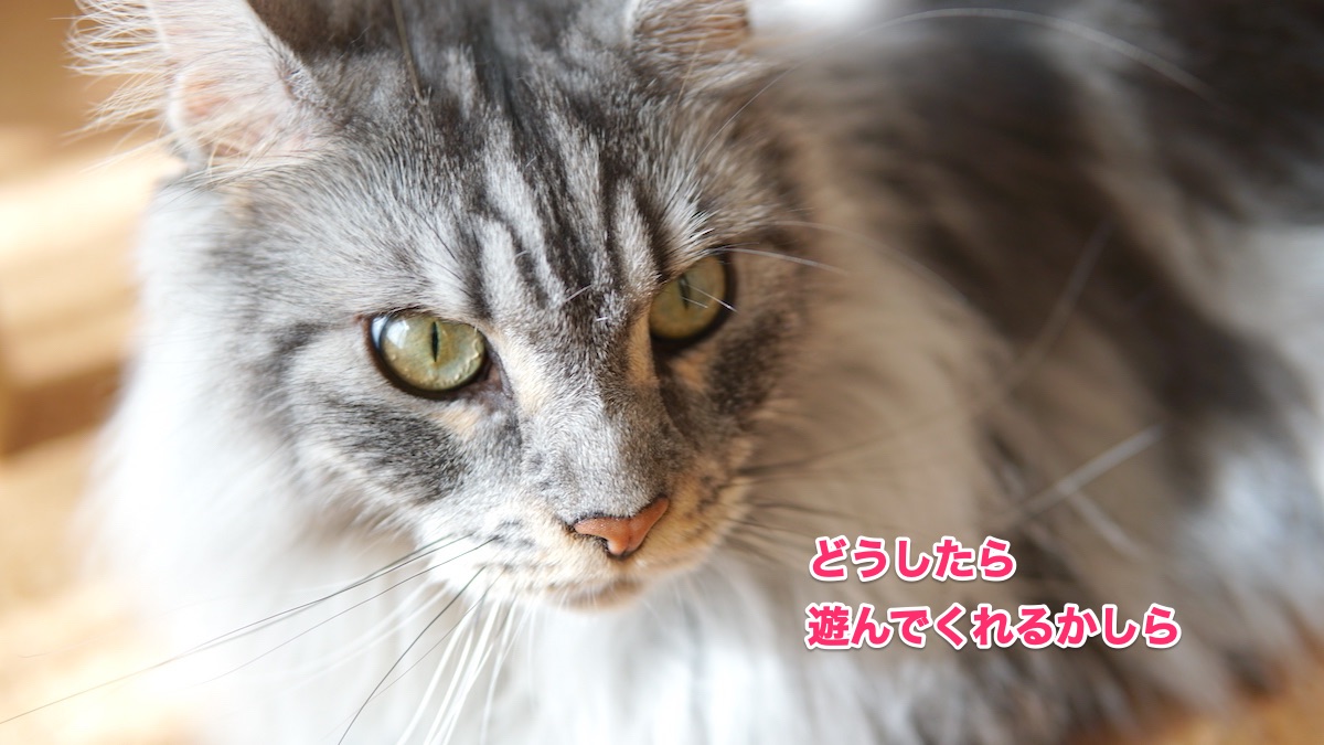 f:id:chikojirou:20200708212832j:plain