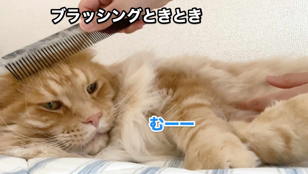 f:id:chikojirou:20200708212835j:plain